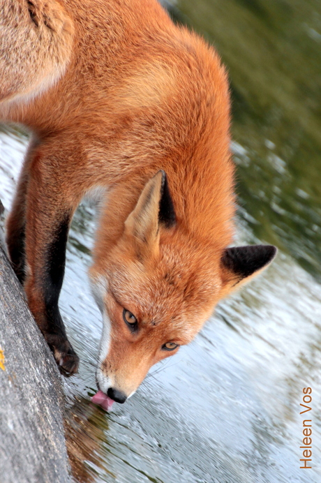 Dorstige vos in de AWD