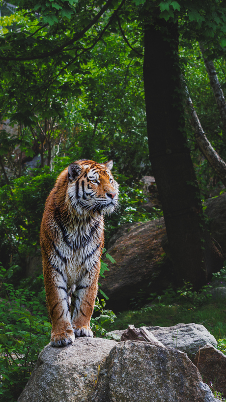 Tijger