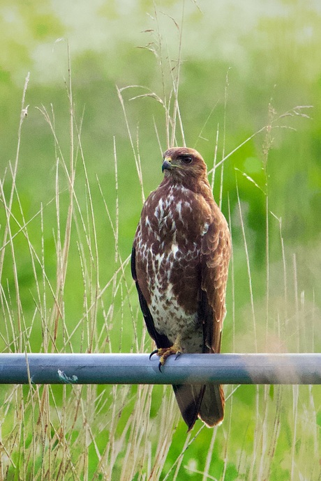 Buizerd in balans