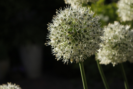 Allium