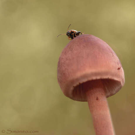 Mini kevertje op bloedsteelmycena