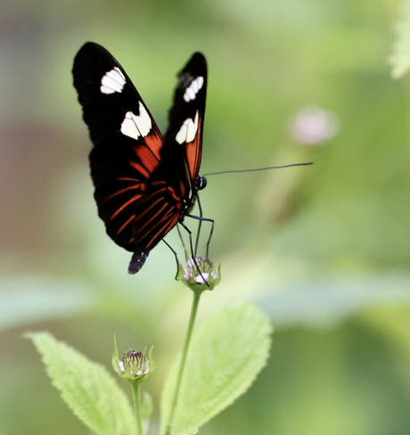 Heliconius doris