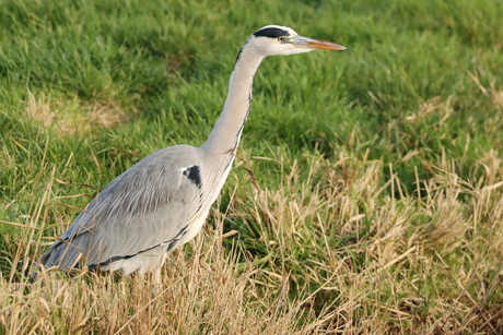 Reiger