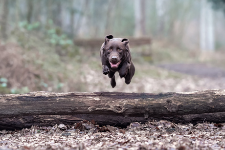 Hond springt over boomstam