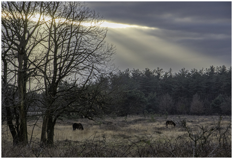 Grazende Exmoor paarden