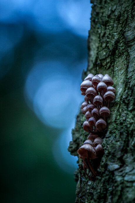 Paddestoelen