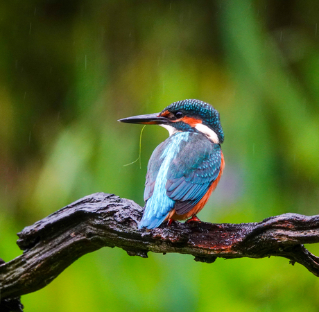 IJsvogel