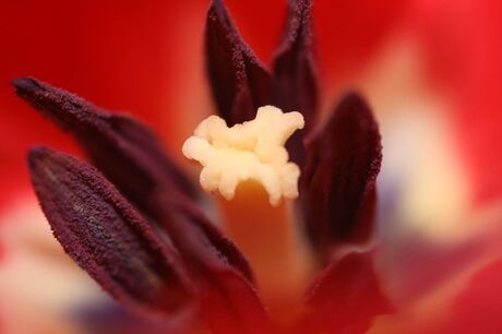 Binnen in een rode tulp