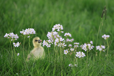 Lief
