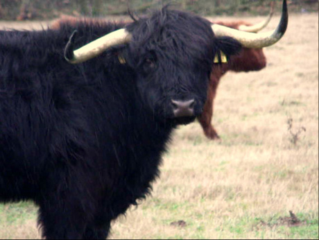 Nog een schotse hooglander.