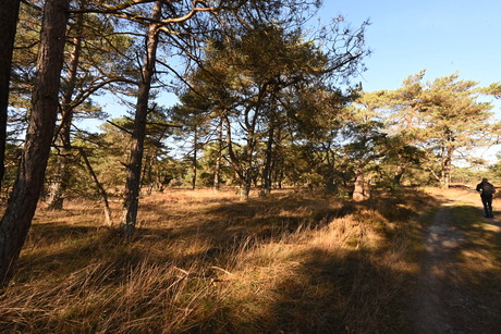 Veluwe 