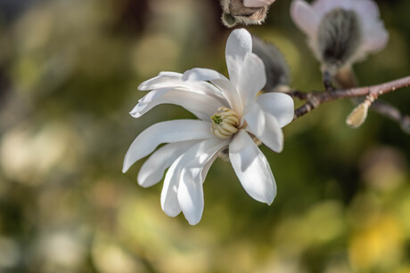 Stermagnolia