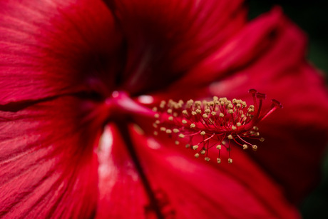 Hibiscus