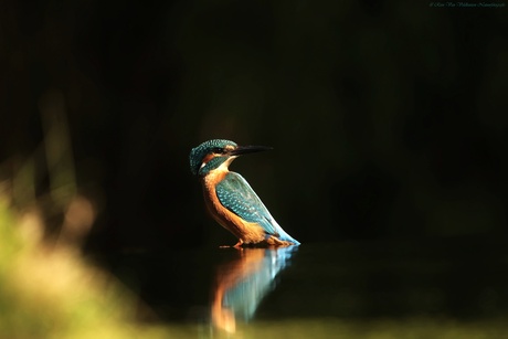 Kingfisher