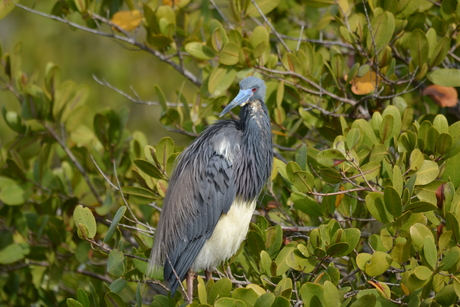 Grijs kop Vogel