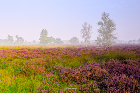 Balloerveld