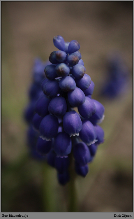 blauwe balletjes