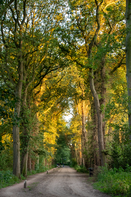 Avondrood op de zandweg