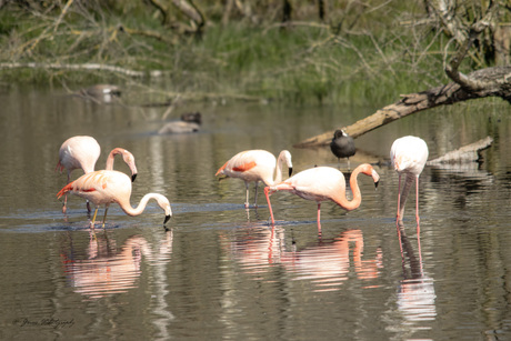 Flamingo´s