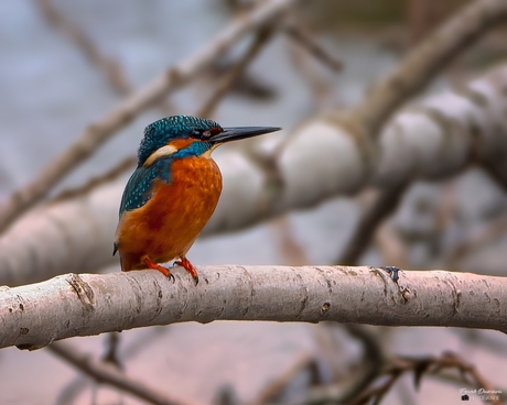 IJsvogel.