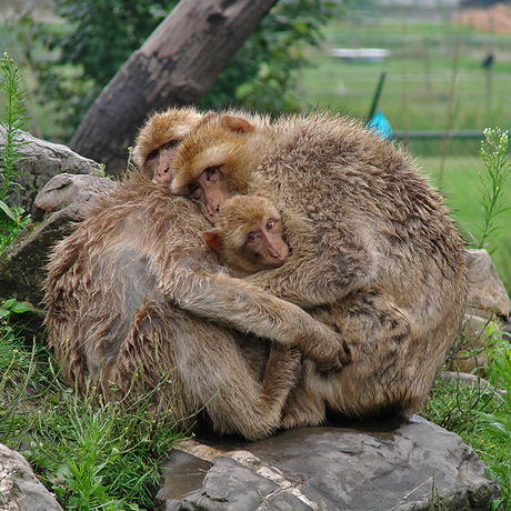 Apenfamilie