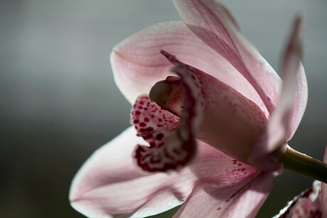 Orchideeënhoeve-149.jpg