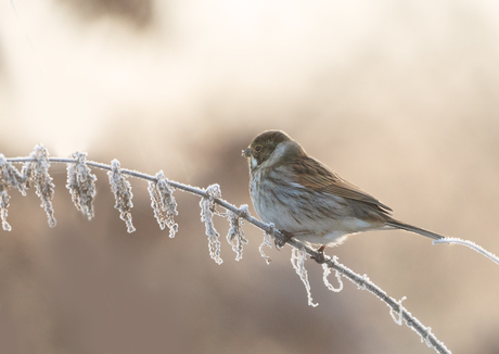 Rietgors in winters landschap