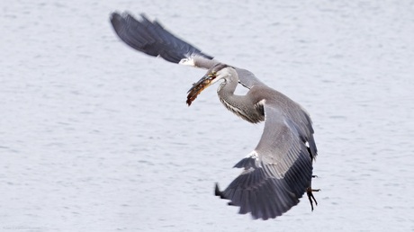 Reiger met vangst