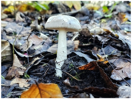 Amanita vaginata var. alba