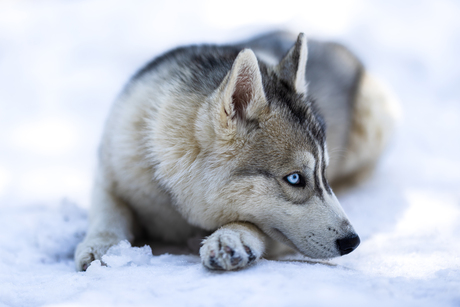 Siberian Husky 