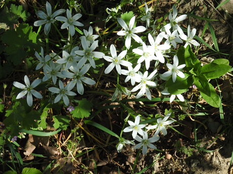 Vogelmelk als de (Godin Venus), Nijmegen 2026