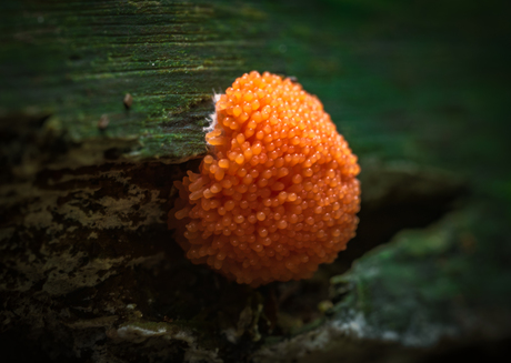 Nog nooit eerder gezien…