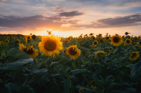 Sunflower Sunset