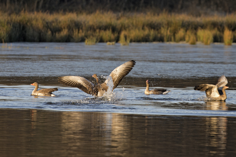 Onrust op het water