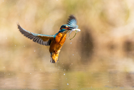 kingfisher
