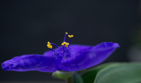 Beauty in Blue