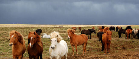 Donkere lucht en IJslandse paarden