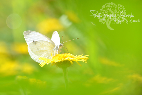 butterfly001.jpg
