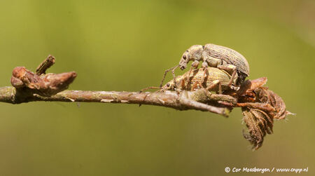 Aanduwen - Ik blijf oefenen met macro maar het valt niet mee ;)

Deze kevers zaten op een prettig plekje, lekker vrij op een uitstekend takje. Dat zorgt gelij - foto door Dutchy_zoom op 30-05-2008 - deze foto bevat: macro, kever, kevers, paring