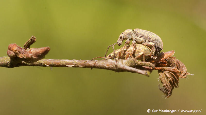 Aanduwen - Ik blijf oefenen met macro maar het valt niet mee ;)

Deze kevers zaten op een prettig plekje, lekker vrij op een uitstekend takje. Dat zorgt gelij - foto door Dutchy_zoom op 30-05-2008 - deze foto bevat: macro, kever, kevers, paring