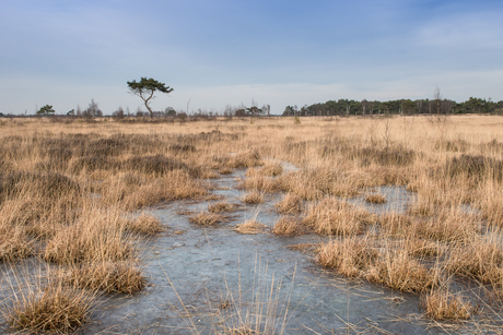 Ijzig dagje op de Kalmthoutse heide.