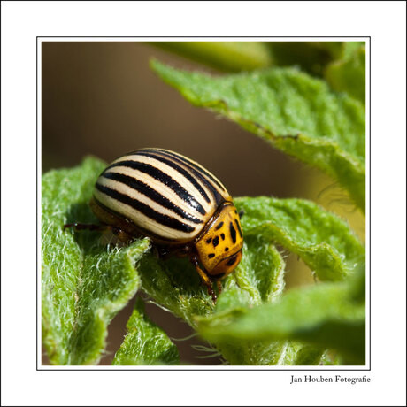 Leptinatarsa decemlineata - Coloradokerver