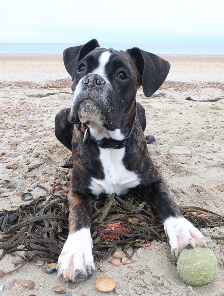 Eros de Boxer pup