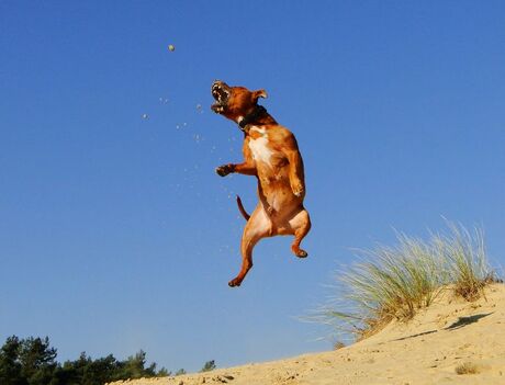 Staffordshire Bull Terrier.