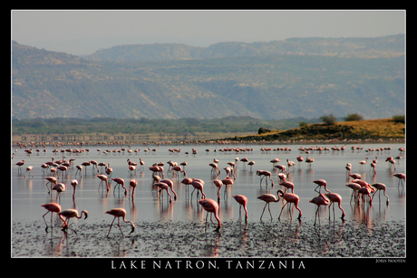 Flamingo's Lake Natron