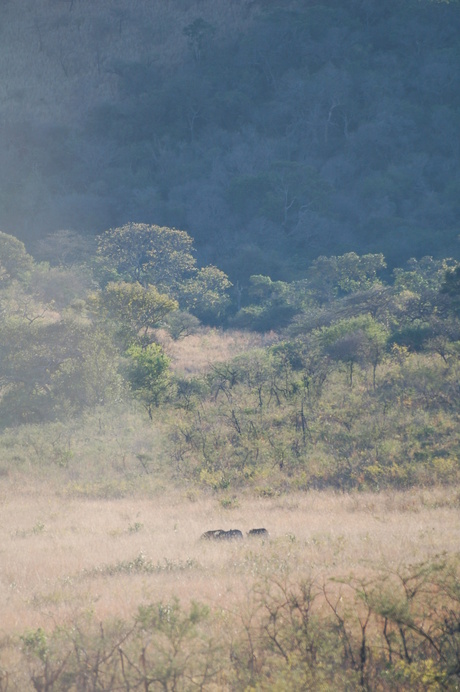 Buffels in de ochtend Zuid Afrika