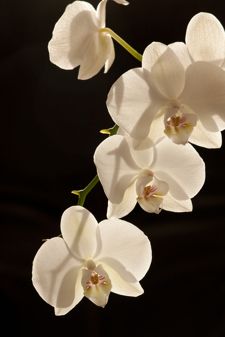 Orchidee