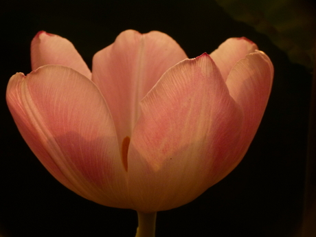 Tulp