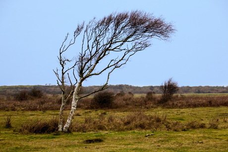 Texel 31