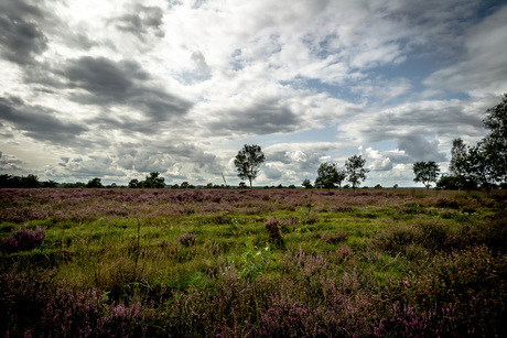 Heide landschap tussen Garderen en Harderwijk met Hollandse wolkenlucht